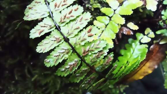 Image of Asplenium azoricum Lovis, Rasbach, K. Rasbach & Reichst.