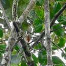 Image of Chestnut-capped Flycatcher