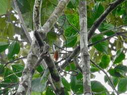 Image of Chestnut-capped Flycatcher