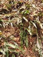 Austroblechnum patersonii (R. Br.) Gasper & V. A. O. Dittrich的圖片