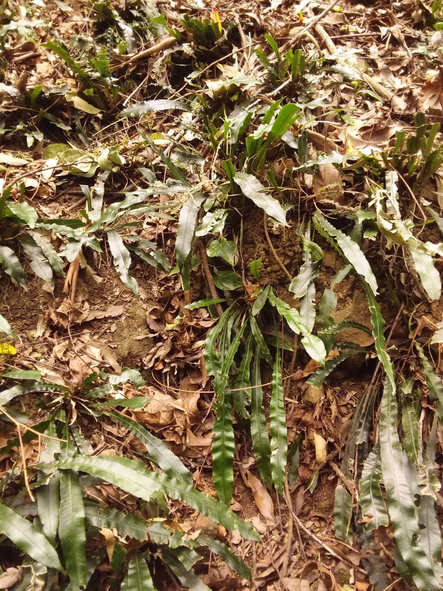 Plancia ëd Austroblechnum patersonii (R. Br.) Gasper & V. A. O. Dittrich