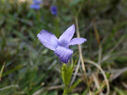 Image of One-Flower Fringed-Gentian