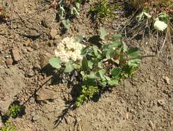 Imagem de Eriogonum compositum Dougl. ex Benth.