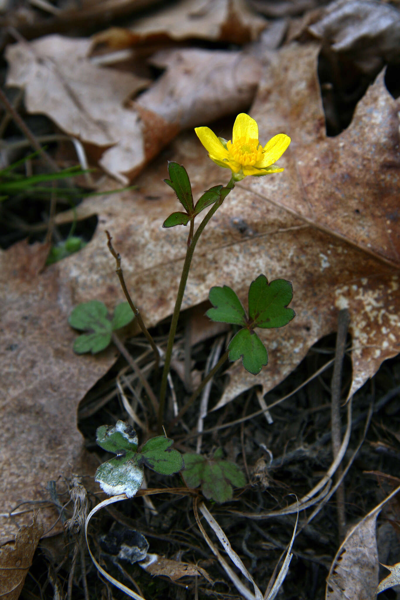 <i>Ranunculus <i>hispidus</i></i> var. hispidus的圖片