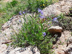 Imagem de Caryopteris mongholica Bunge