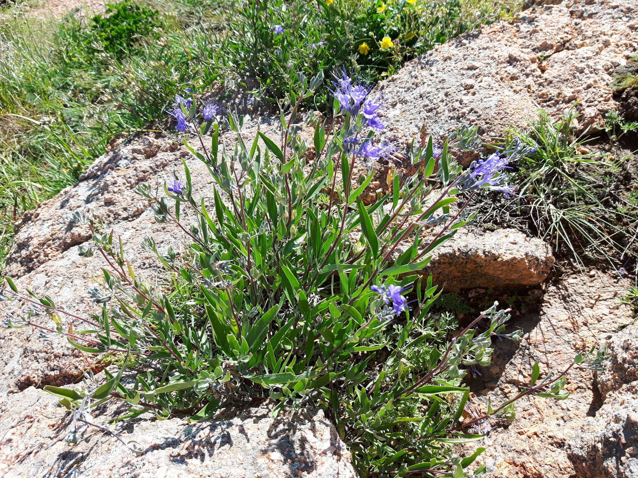 Image of Caryopteris mongholica Bunge