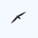 Image of Great Swallow-tailed Swift