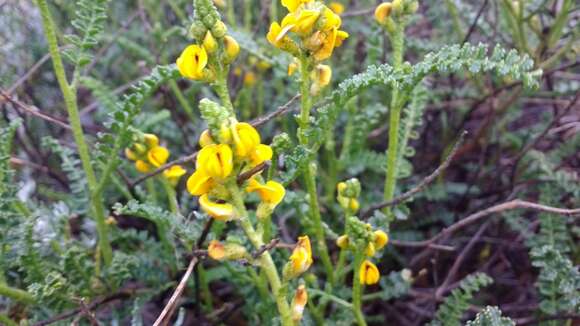 Image of Adesmia boronioides Hook. fil.