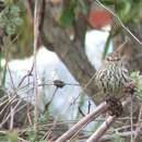 Image of Karoo Prinia