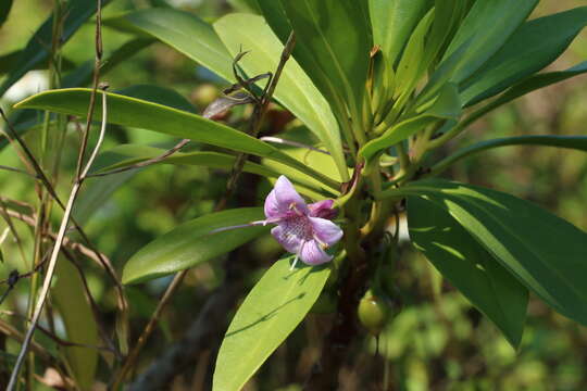 صورة Bontia bontioides (A. Gray) L. V. Aver'yanov