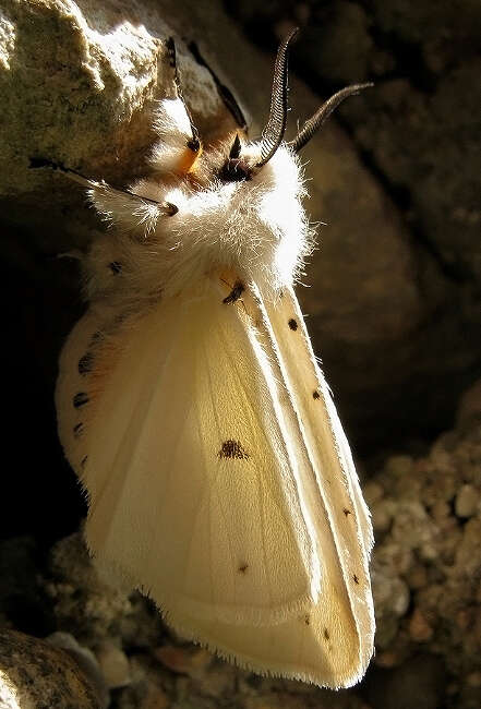 Image of white ermine