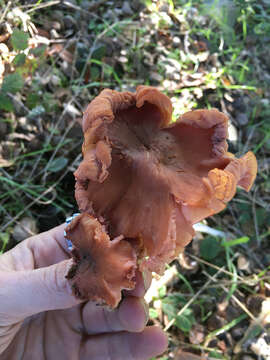 Image of Laccaria laccata (Scop.) Cooke 1884