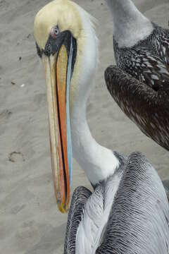 Image of Peruvian Pelican