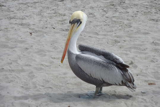 Image of Peruvian Pelican