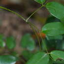 Imagem de Caesalpinia crista L.