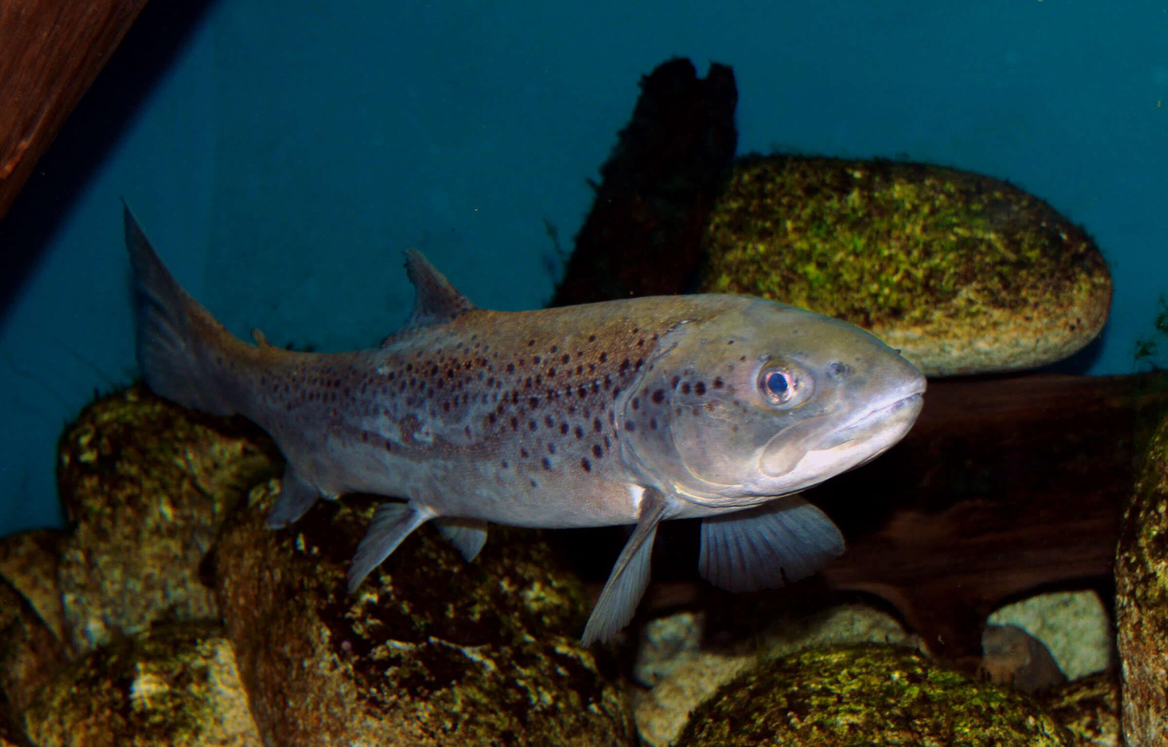 Image of Brown Trout