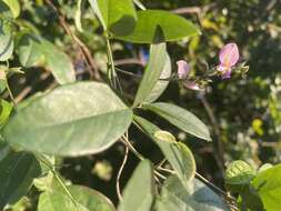 Image of Florida hammock milkpea