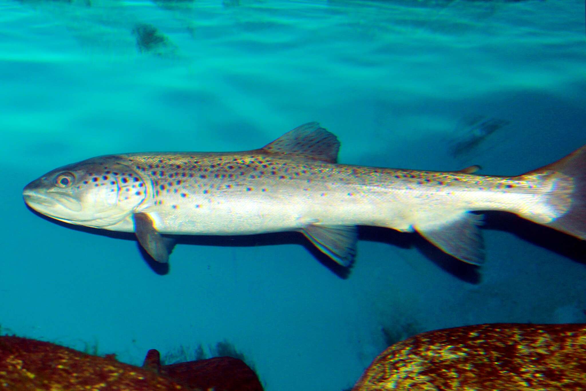 Image of Brown Trout