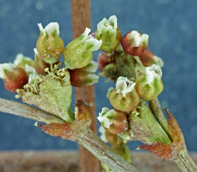 Image of Mono buckwheat