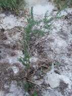 Image of Carolina desert-thorn