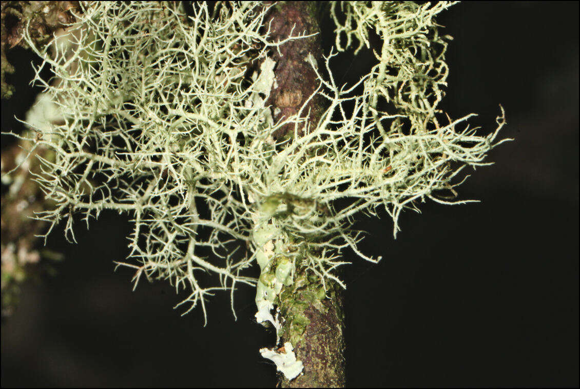 Image of Usnea inermis Motyka