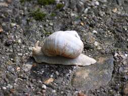 Image of Helix pomatia Linnaeus 1758