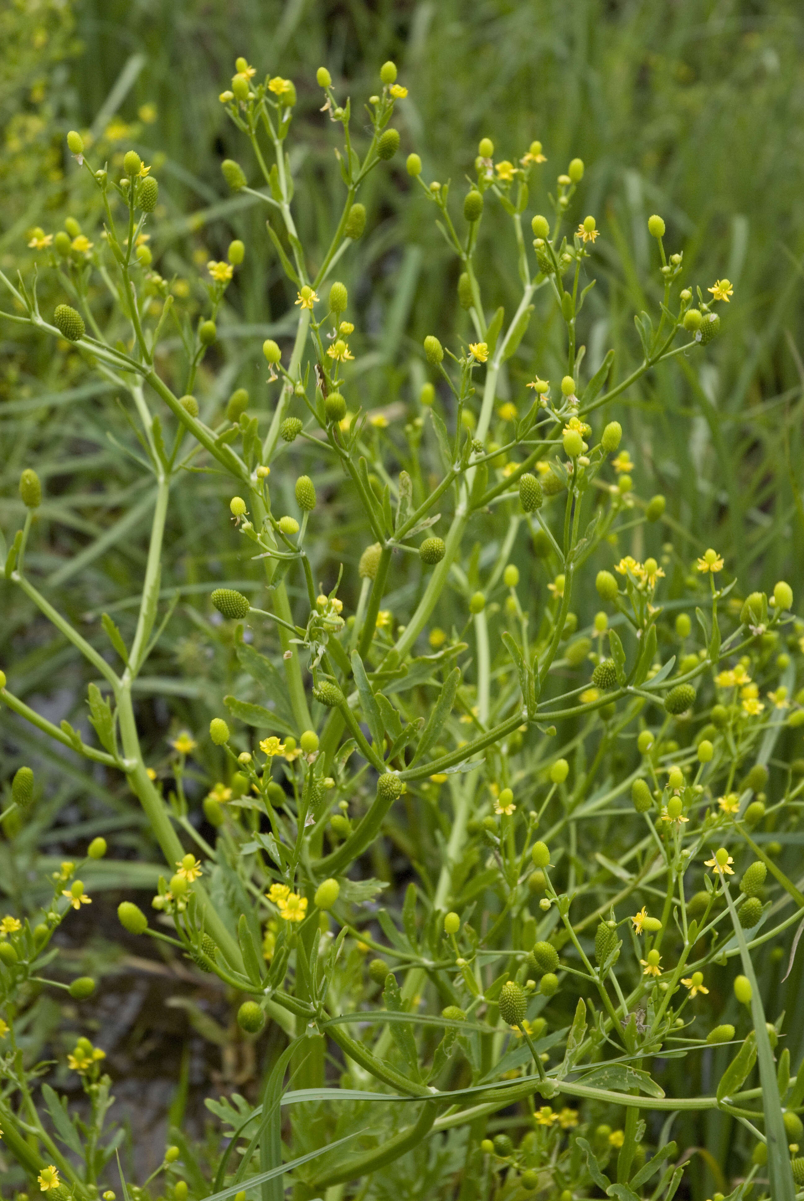 Image of cursed buttercup