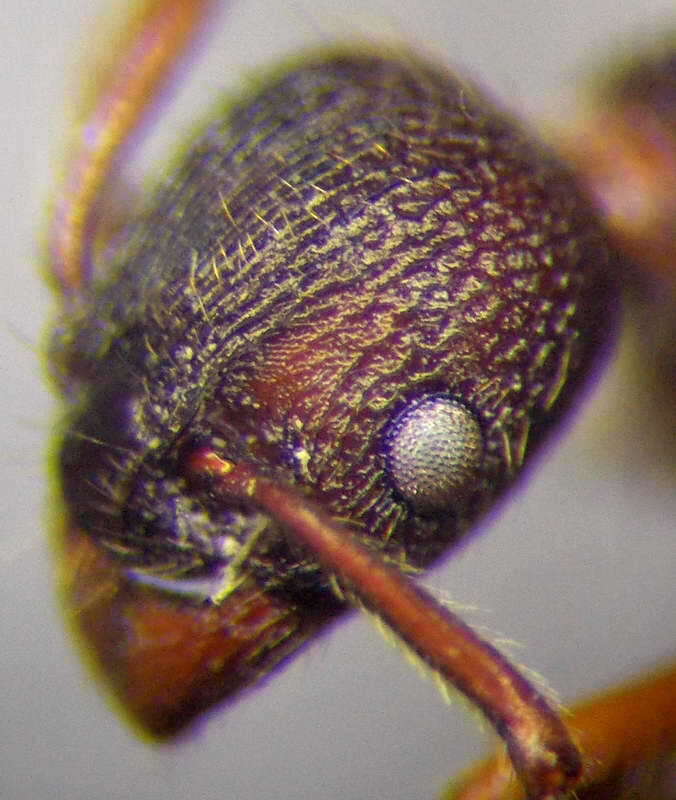 Image of Myrmica bergi Ruzsky 1902