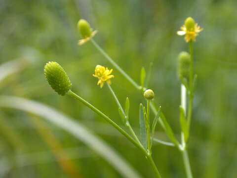 Image of cursed buttercup