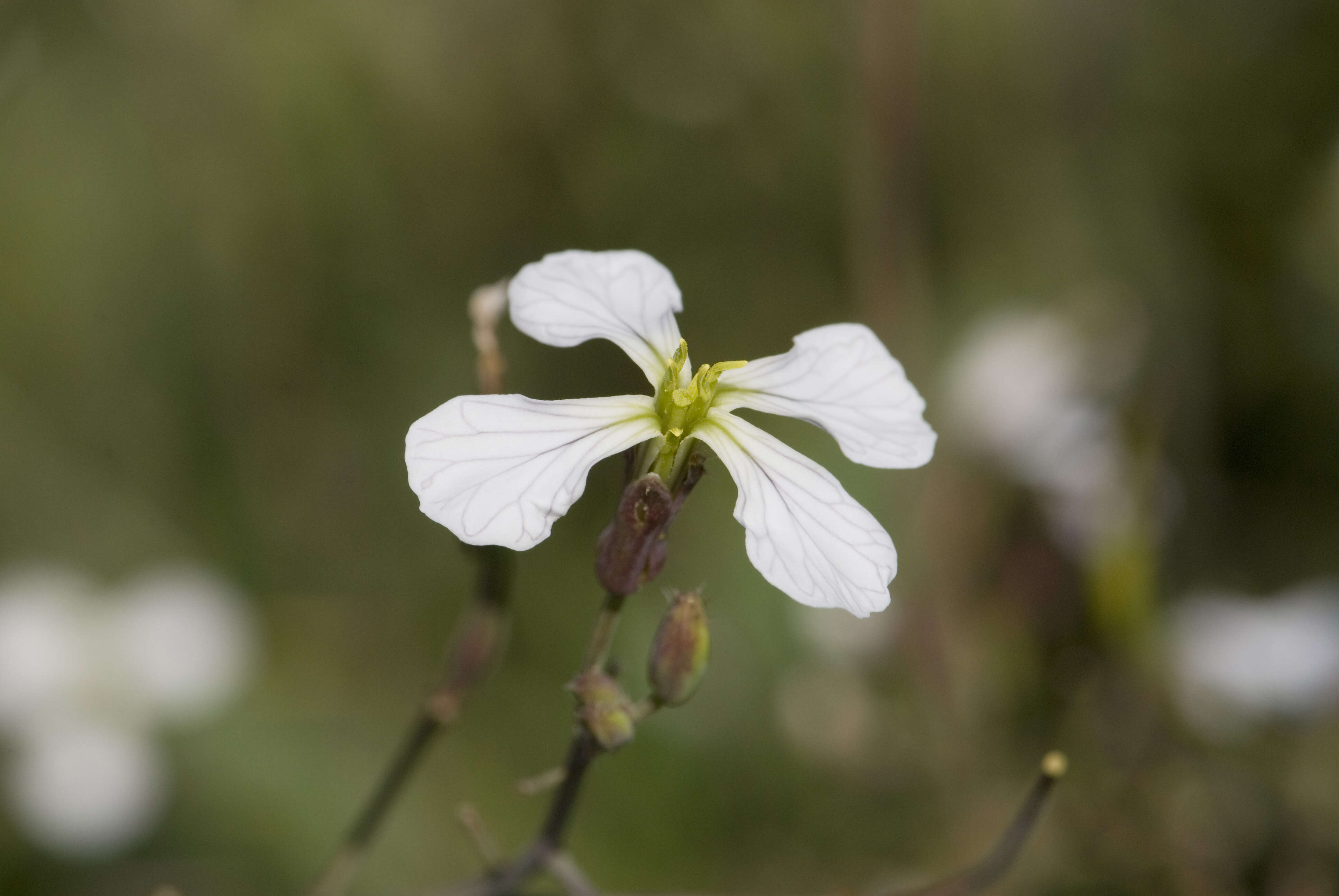 Image of wild radish