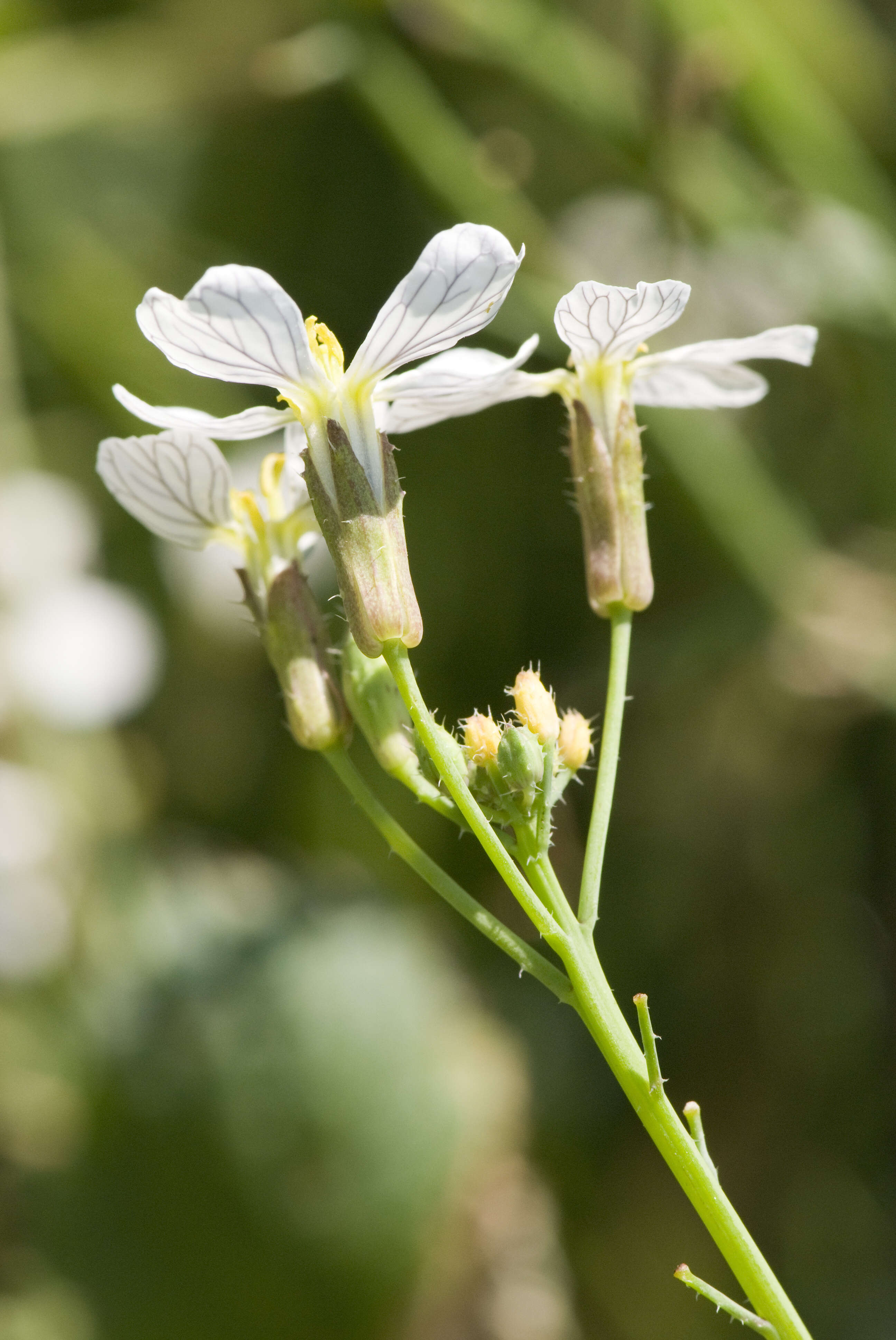 Image of wild radish