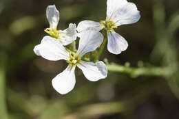 Image of wild radish