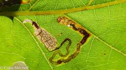 Image of Stigmella nigriverticella (Chambers 1875) Newton et al. 1982