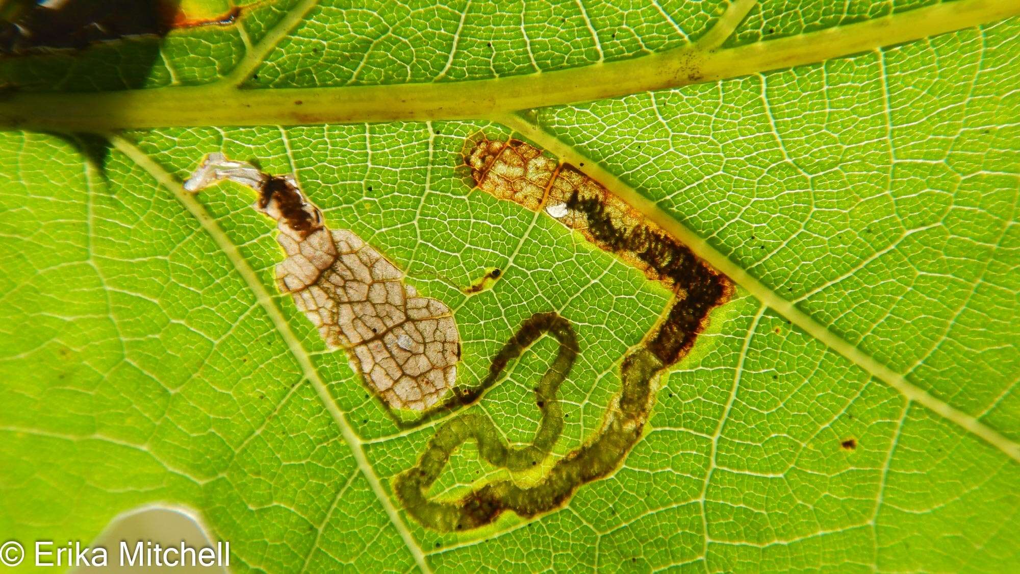 Image of Stigmella nigriverticella (Chambers 1875) Newton et al. 1982