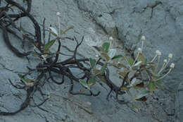 Image of Kaikoura Rock Daisy