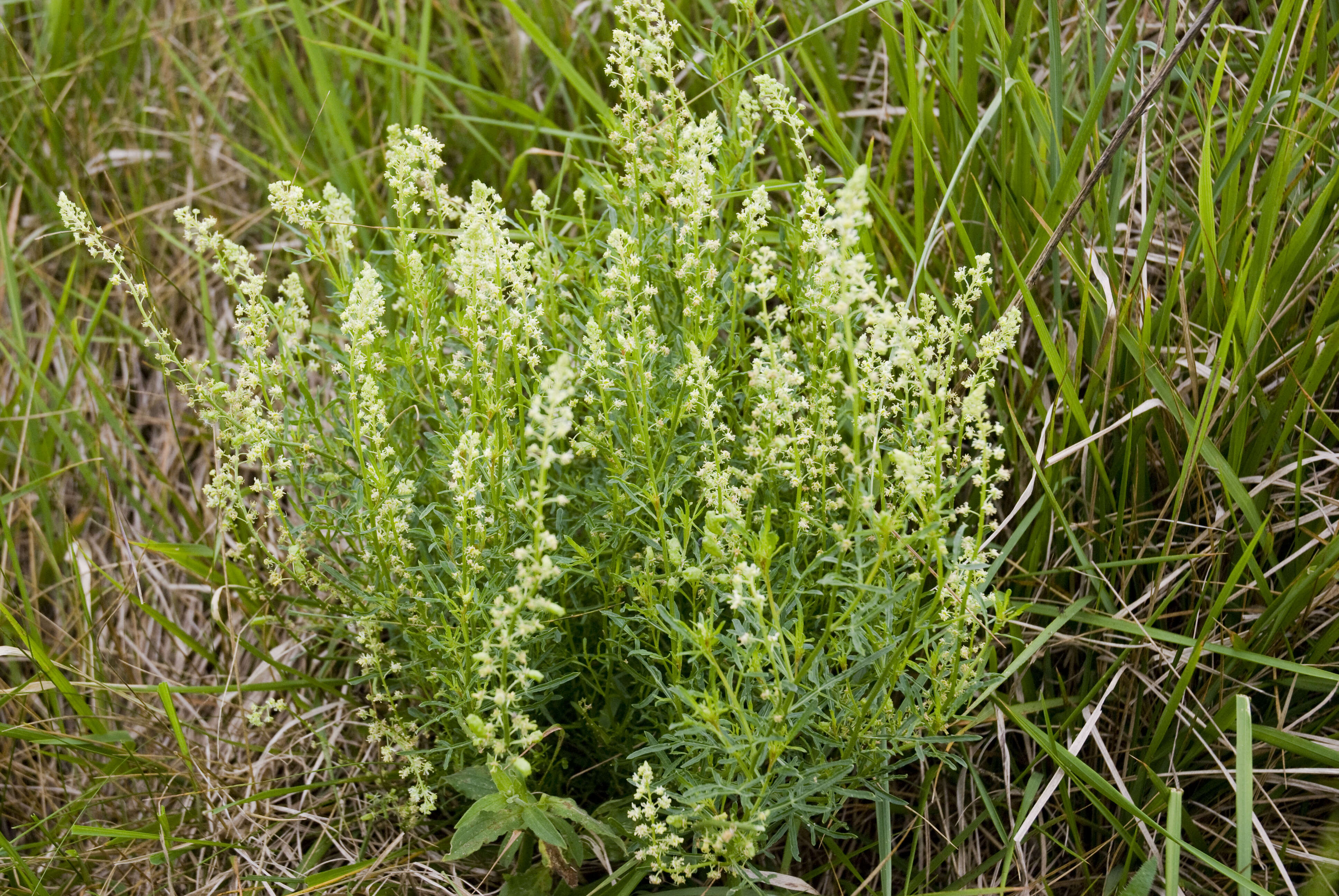 Слика од Reseda lutea L.