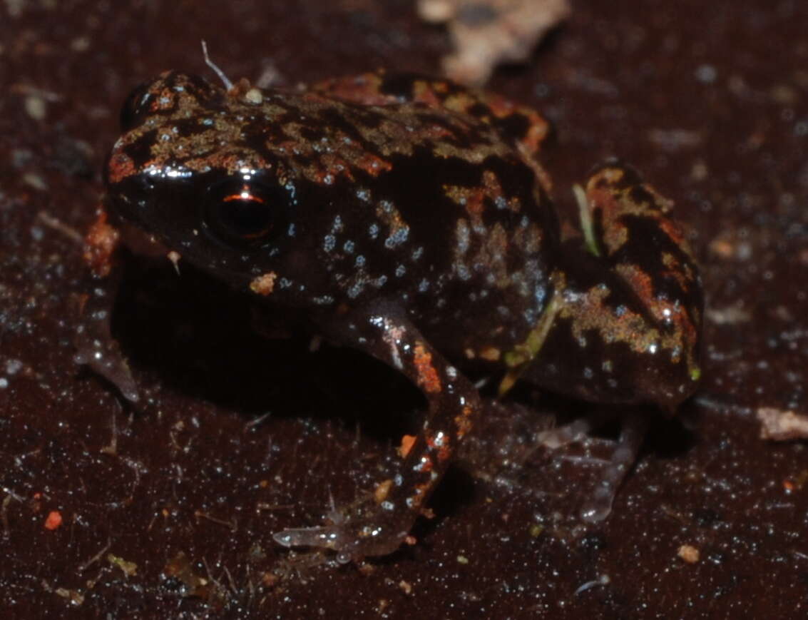 Image of Paedophryne amauensis Rittmeyer, Allison, Gründler, Thompson & Austin 2012