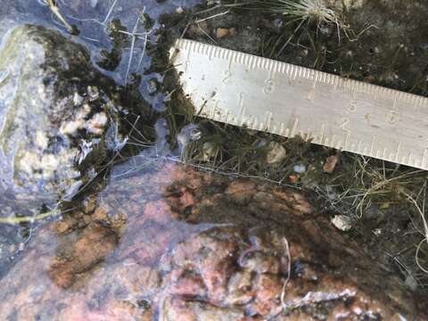 Image of lavender bladderwort