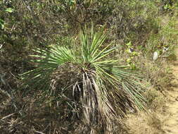 Image of Butia archeri (Glassman) Glassman