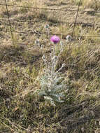 Imagem de Cirsium neomexicanum A. Gray