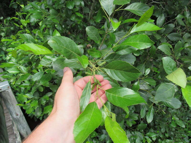 Image of Brook alder