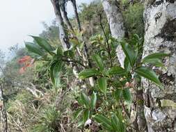 Cinnamomum yabunikkei H. Ohba resmi