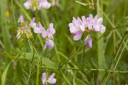 Image of crown vetch