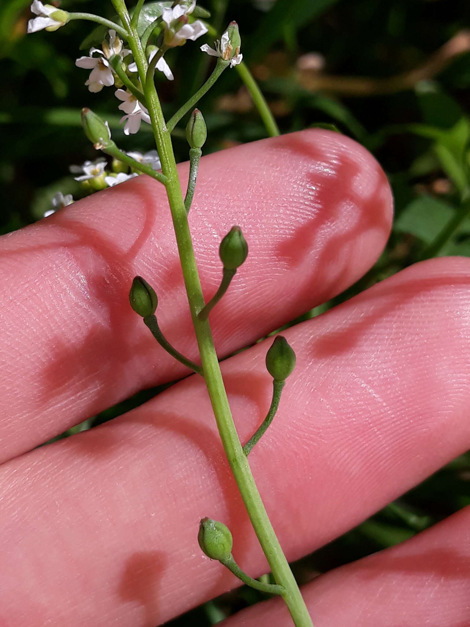 Image of white ballmustard