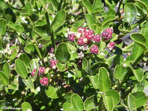 Image of Discaria chacaye (G. Don) R. D. Tortosa