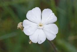 Image of Bladder Campion