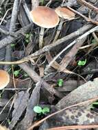 Image of Leratiomyces squamosus var. thraustus (Kalchbr.) Bridge & Spooner