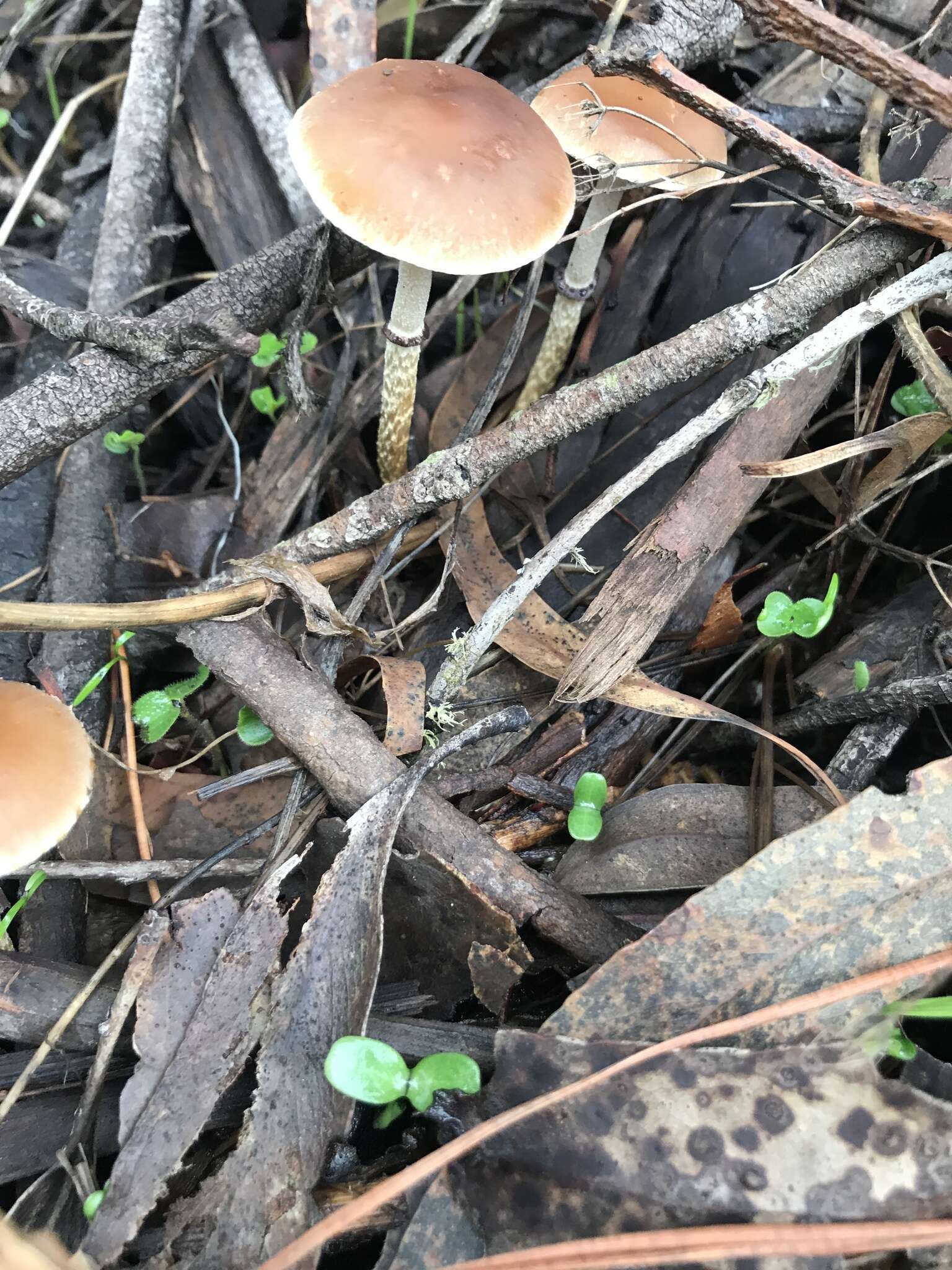 Image of Leratiomyces squamosus var. thraustus (Kalchbr.) Bridge & Spooner