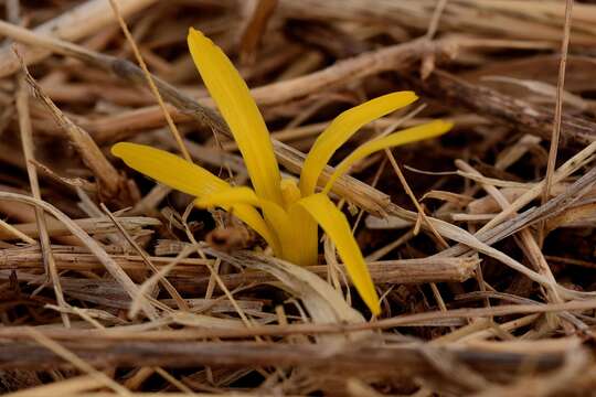 Image of Slender Sternbergia