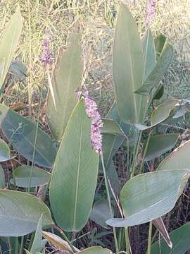 Image of Thalia multiflora Horkel ex Körn.